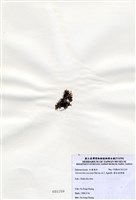 藏品(猩紅斜網藻)的圖片